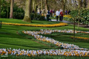 DSC_5542_Keukenhof