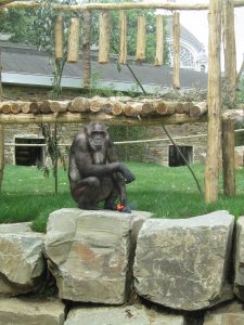 Chimpansee