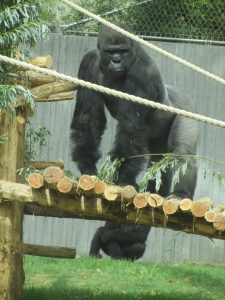 Gorilla