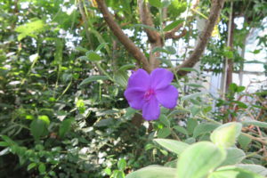 IMG_0038