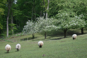 Valkenburg wei de aftocht der schapen
