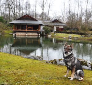 Japanse wolfshond