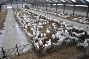 Maatschap Steendijk De Korenschoof Kamperland 1