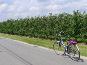 Fietstocht langs appelplantages