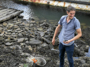 Eetbare kruiden en bessen, het resultaat van een strandwandeling
