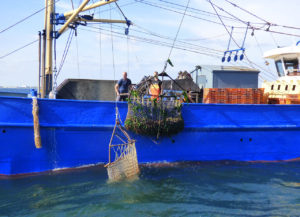 Het ophalen van de eerste oesters