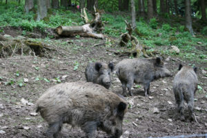 Forestia dierenpark kopie