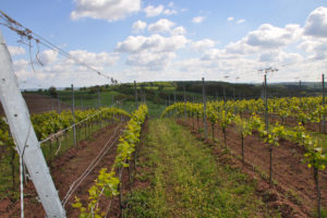 Weingut Klenert