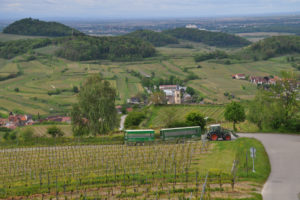 Kaiserstuhl Weinbergsafari