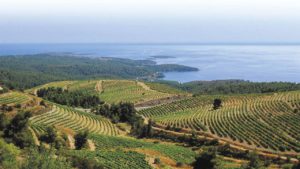 Wine route Chalkidiki
