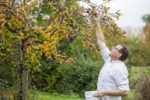 Romeinse mispels in de boomgaard